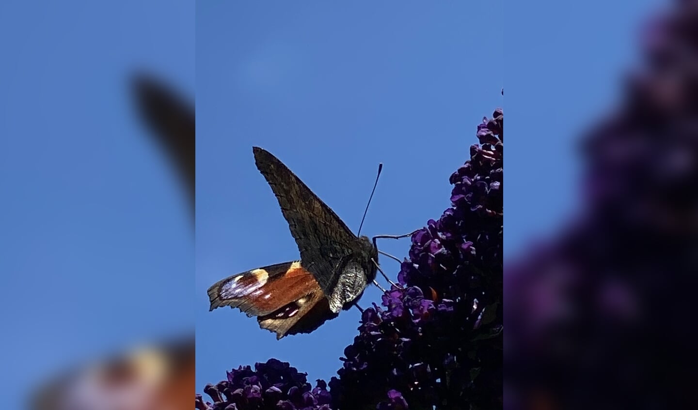 Vlinder op vlinderstruik
