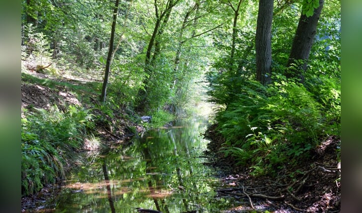 De foto is 19 juli 2020 genomen in Renkum tijdens een wandeling in het Renkums Beekdal. Zichtbaar is het mooie, schone en koude grondwater dat hier naar de oppervlakte komt en langzaam afzakt richting de Rijn. Er omheen de bomen en planten die al honderden jaren profiteren van het water.

