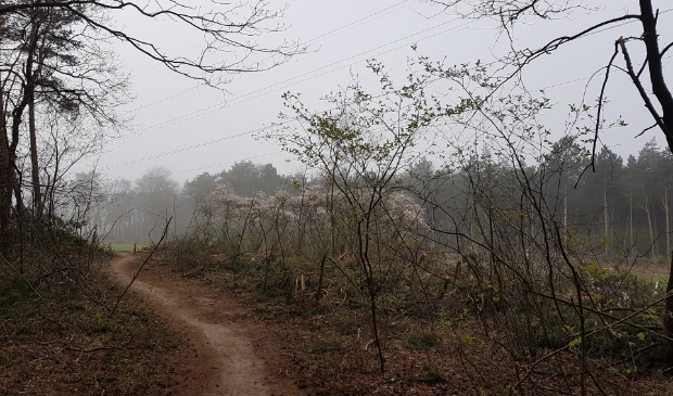 Wandelen in het Edese bos is altijd een optie.