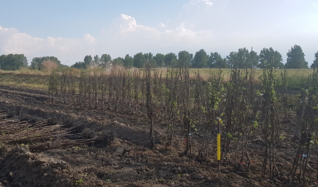 <p>Er worden nog plekken gezocht om de bomen tijdelijk 'te stallen'. </p>