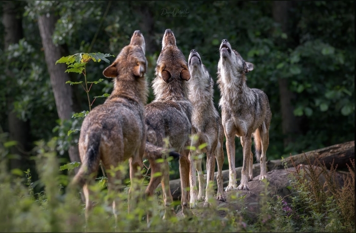 Leer meer over het gedrag van wolven