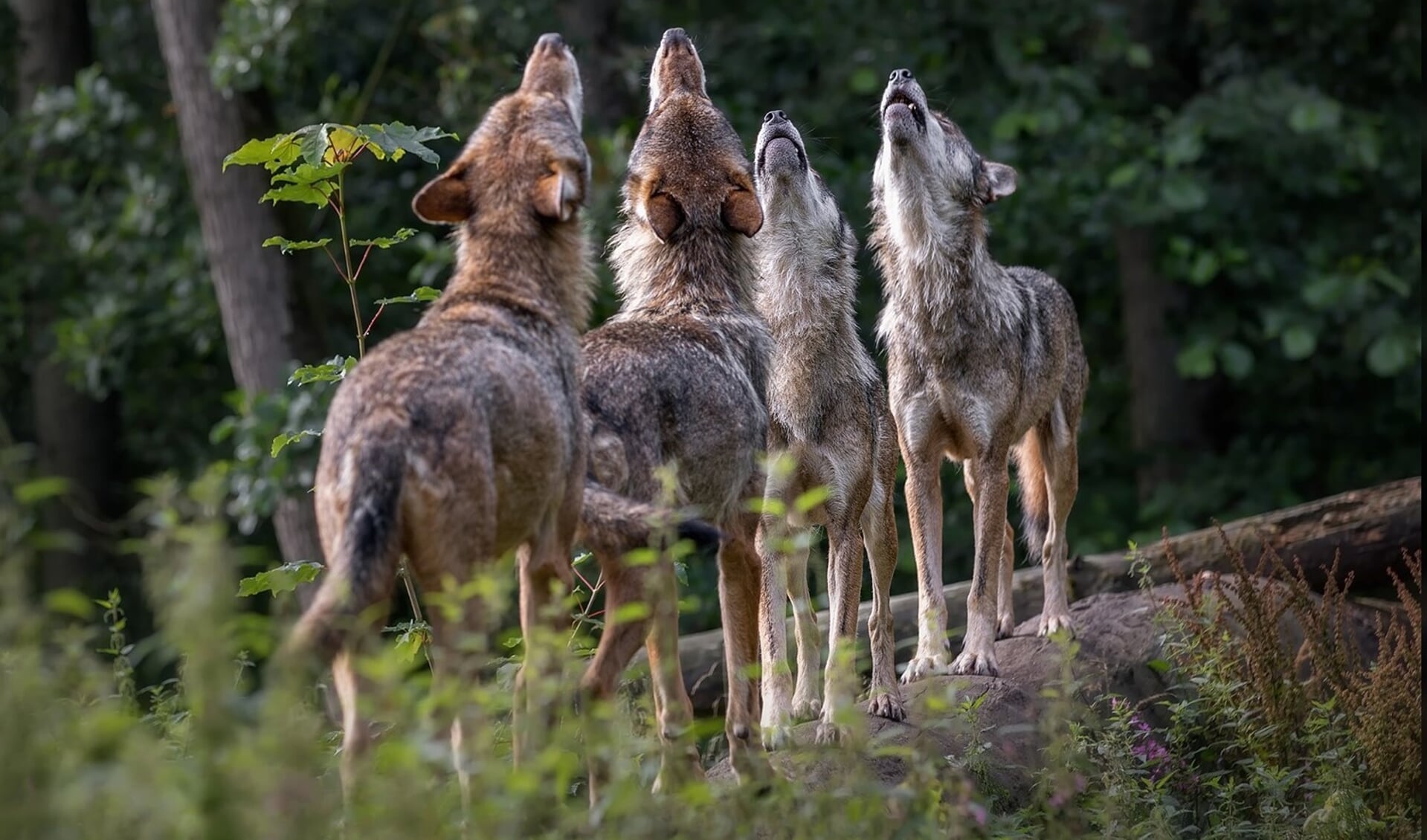 Leer meer over het gedrag van wolven