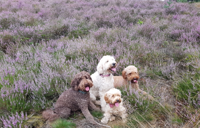 Labradoodles in de hei