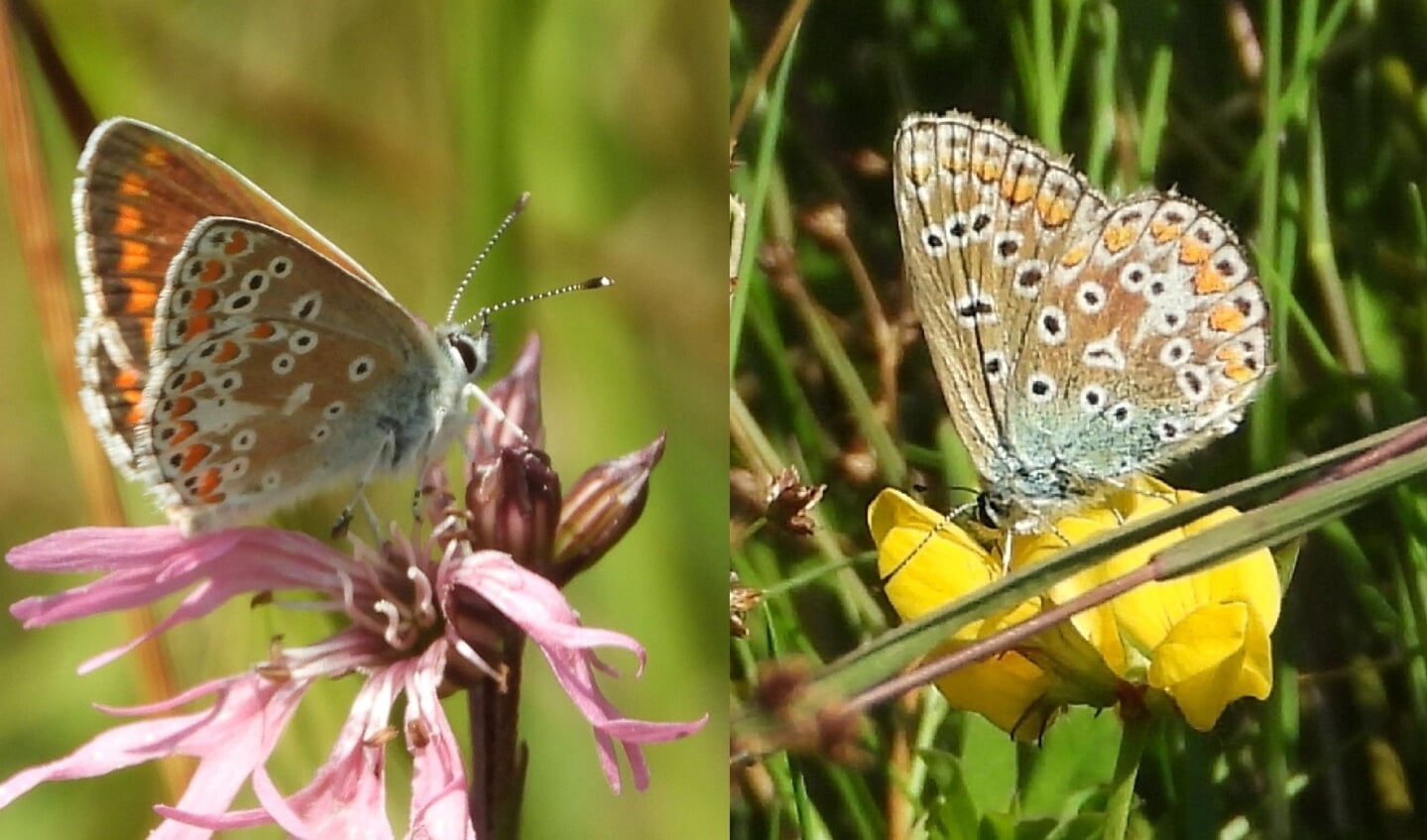 Bruin blauwtje (links) en icarusblauwtje (rechts) zijn het best te onderscheiden aan destippen langs de bovenrand van de achtervleugel.