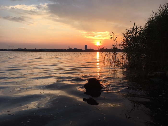 Harvey