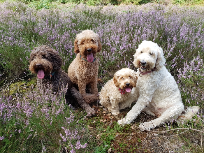 Labradoodles in de hei