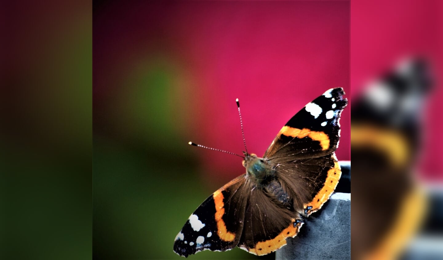 ,,Foto van een vlinder, gemaakt met een 12 jaar oude Olympus reflex.