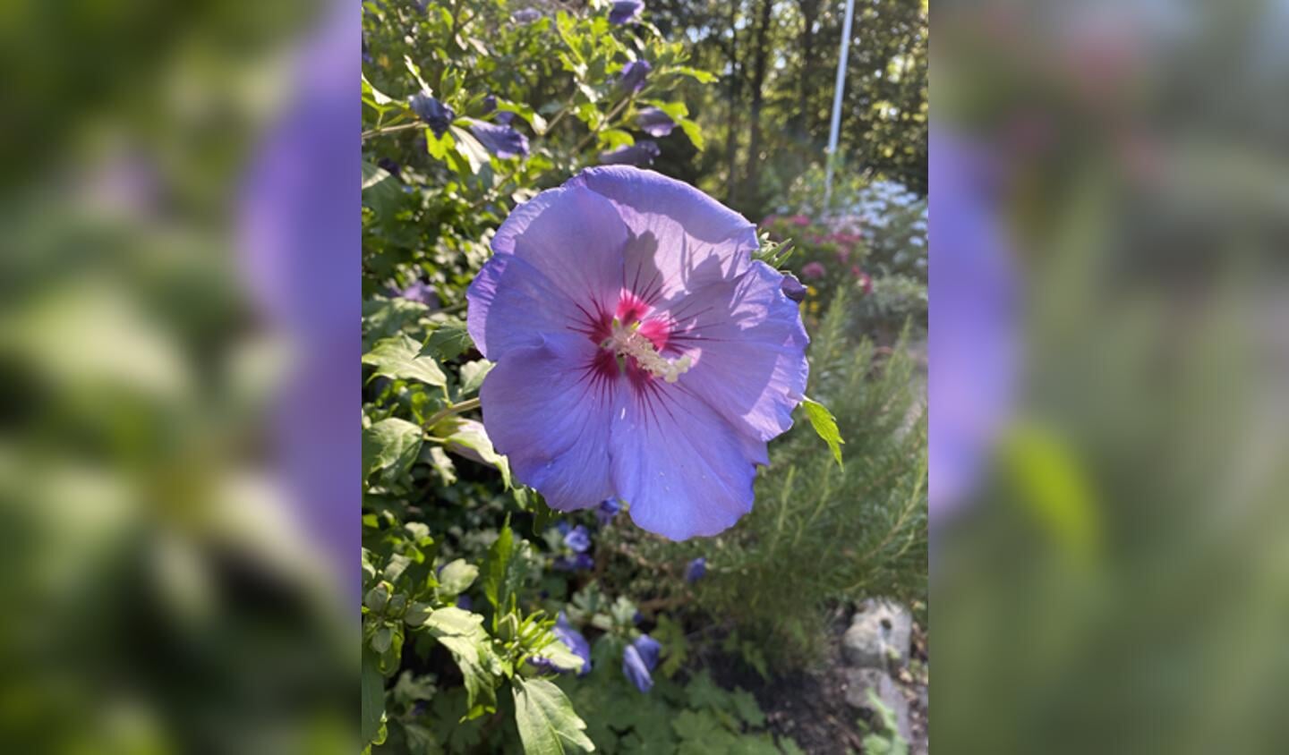 Een hibiscusbloem in onze tuin met daarachter een zoekende hommel. 