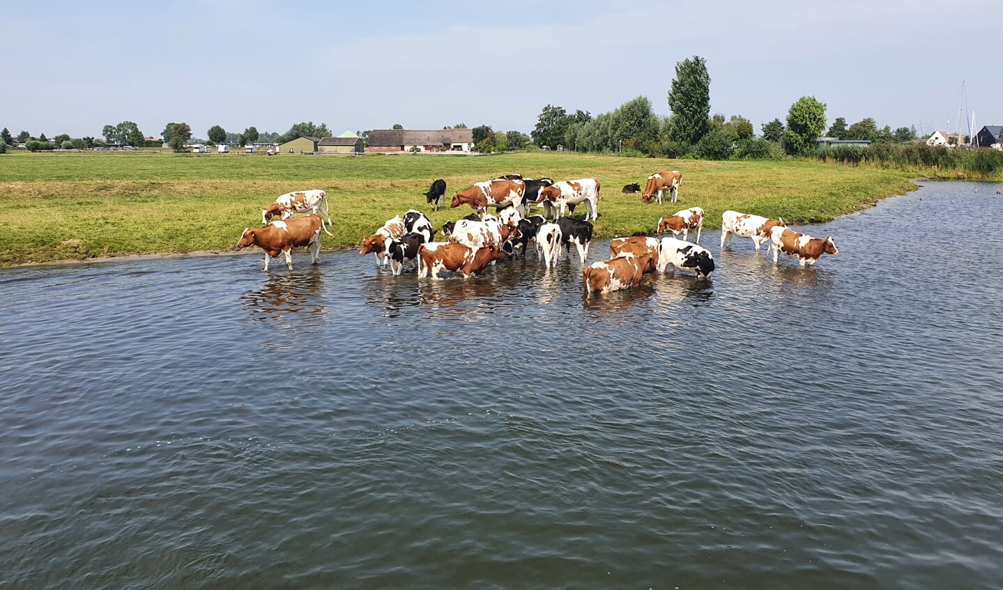 ,,Op dinsdag 11 augustus hebben we met de Koeien gezwommen bij Fort Uitermeer vlakbij Weesp. Heerlijk zo'n Ver(KOE)ling.