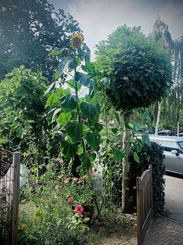 Zonnebloem record