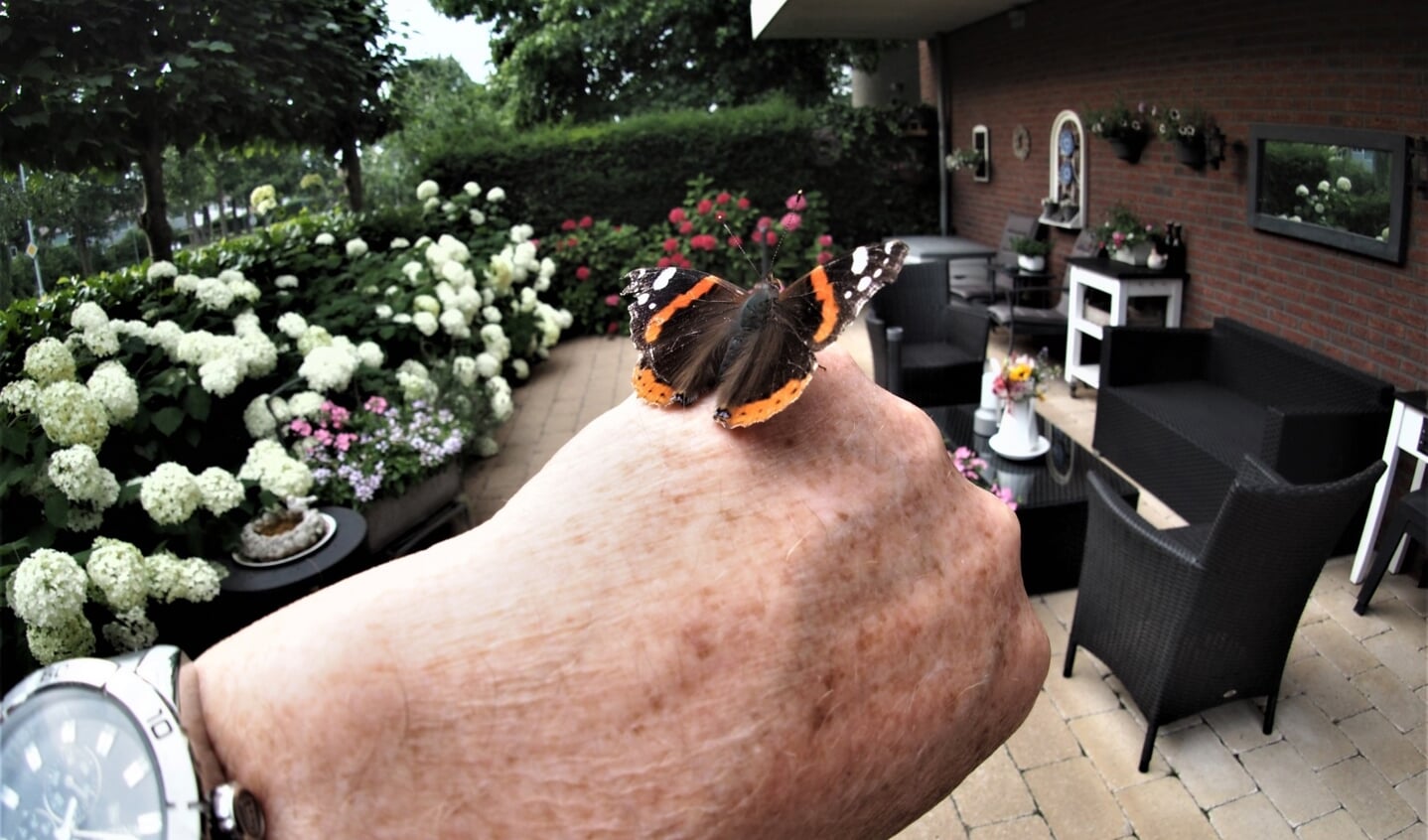 ,,Foto van vlinder op mijn hand. Hij was zo blij met de foto dat hij (of zij) telkens weer terugkeerde op mijn hand.