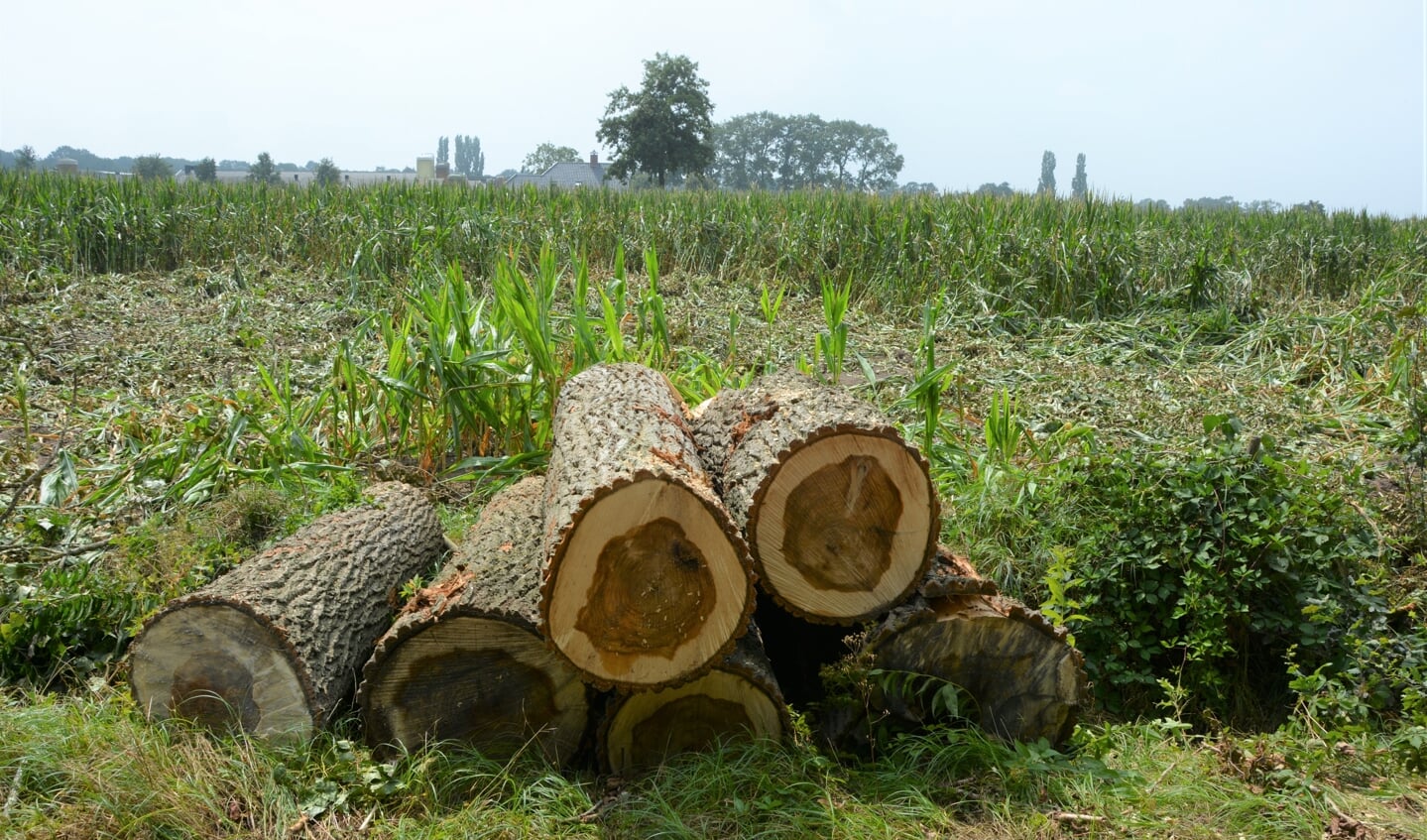 De mais naast de weg is op sommige plekken flink beschadigd door de omgevallen bomen.