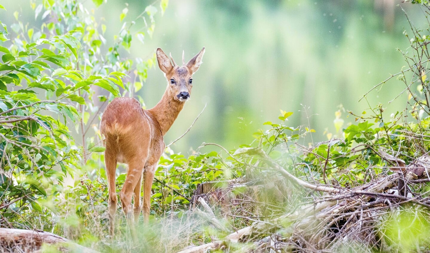 ‘In de maand augustus ben ik een aantal keer gaan reeën spotten in de natuur rond Amersfoort.
Op een avond lijkt alles te kloppen als ik mijn apparatuur heb opgesteld en er een prachtige ree op duikt tussen het groen in de bossen van de Treekhoeve.
Voor de mooiste natuur hoef je dus niet ver weg, dat blijkt wel weer!'