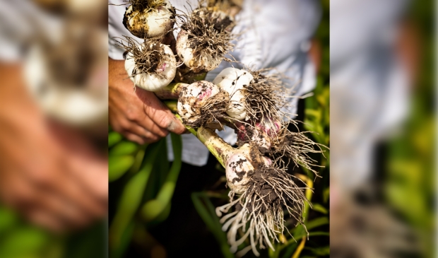 De knoflook met de stelen is de natte variant, die het goed doet in de Nederlandse polders.