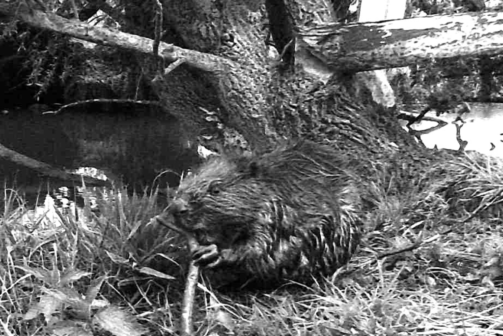 Bever