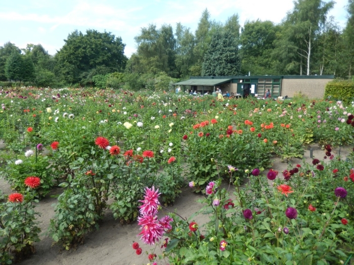 De tuin in bloei