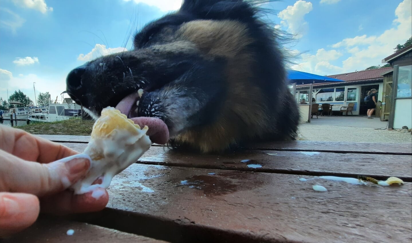 ,,Hier een foto van onze hond Tara die ijsjes ook heerlijk vindt in deze warme zomer. Dit is bij de Jutter op het terras.