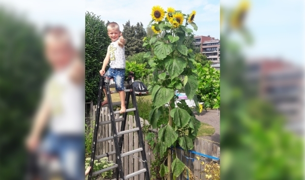 nicht energie Vijfde Jay uit Veenendaal is apetrots: zijn zonnebloem is maar liefst vier meter!  | Al het nieuws uit Veenendaal