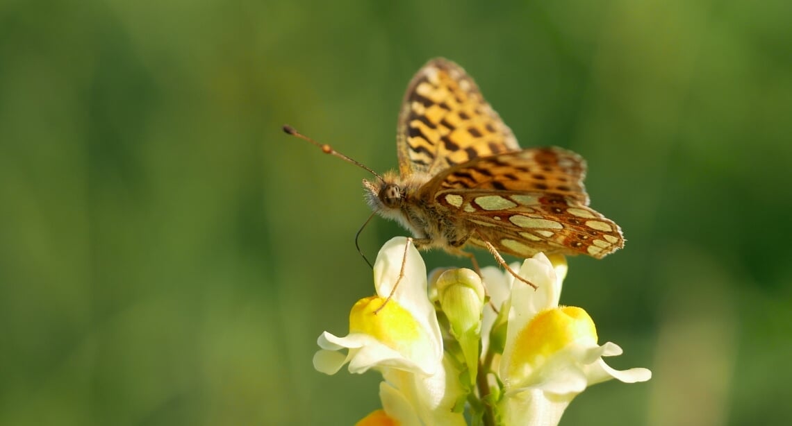 Chrisvan Swaay, De Vlinderstichting