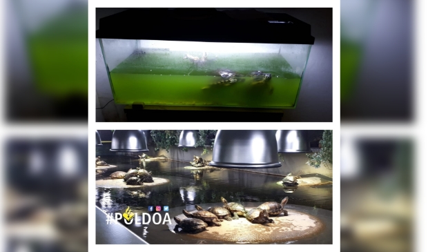 Schildpadden.