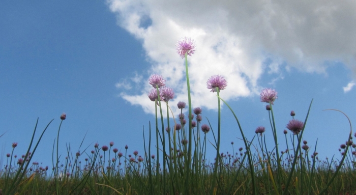 Bloemen en lucht