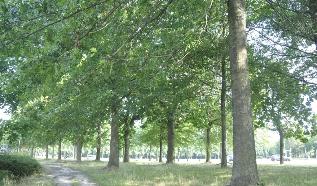 De bomen langs dit onverharde pad aan de Van Zuijlen van Nieveltlaan in Barneveld werken verkoelend.