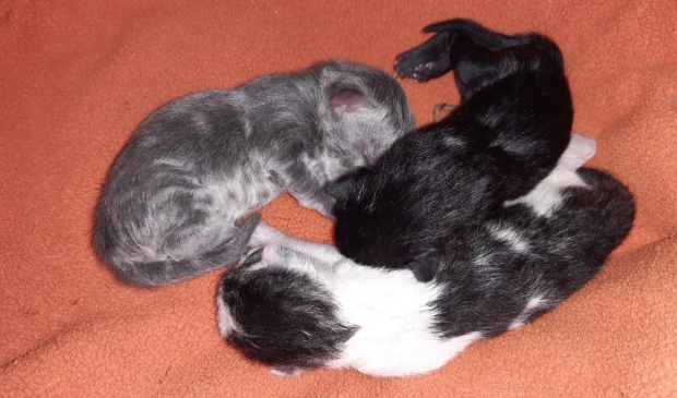 De drie geredde kittens die Lieke uit de buik van de overleden kat heeft gehaald.