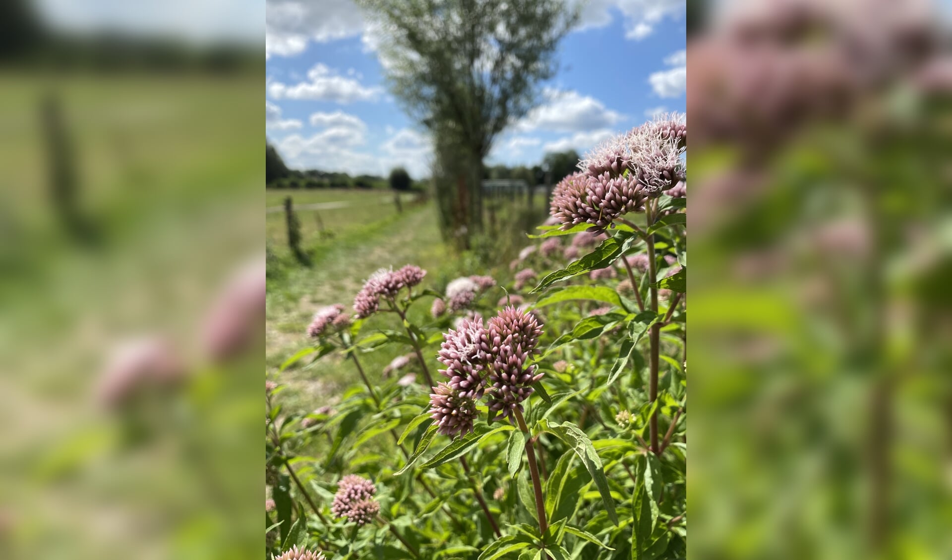 de natuur in De Glind