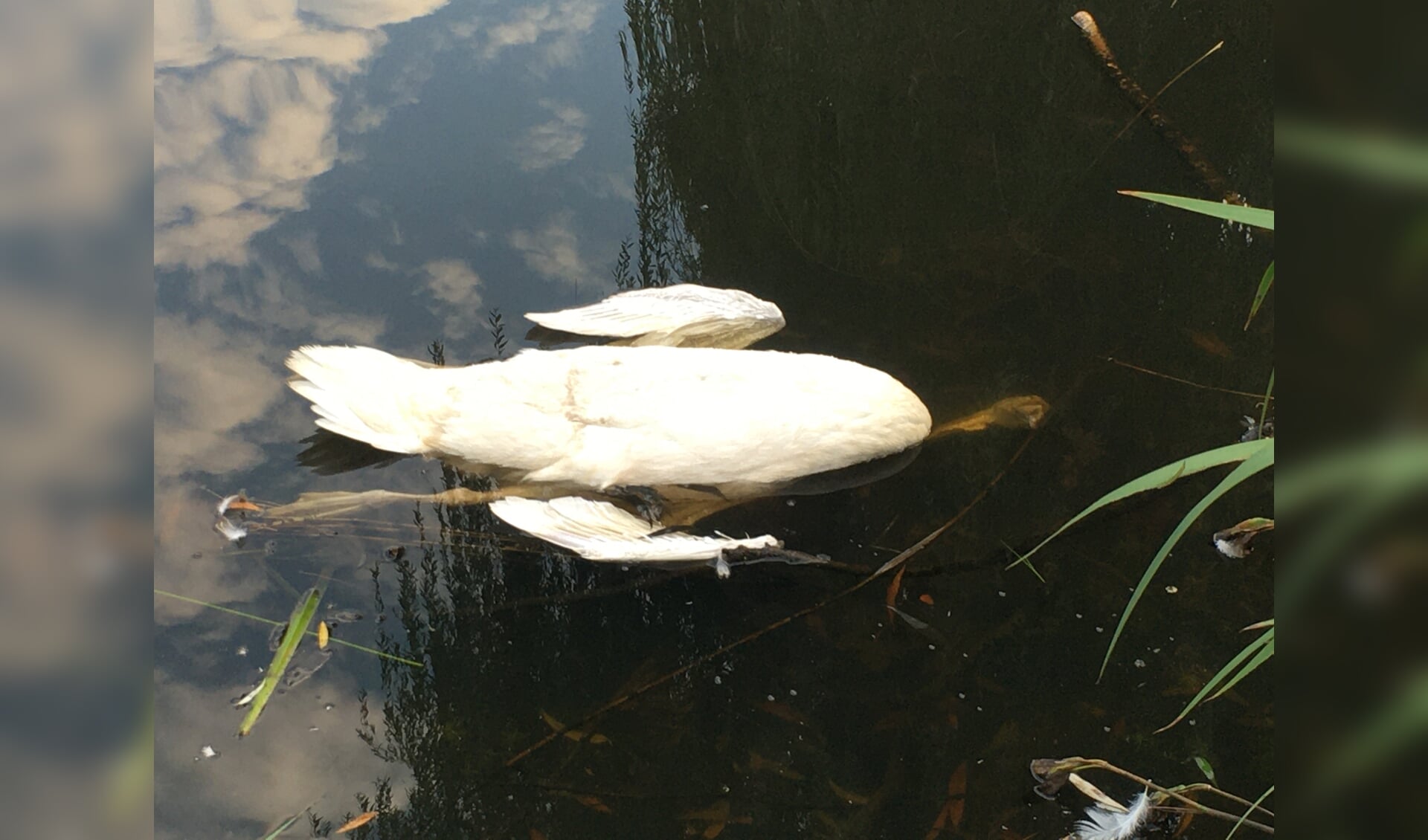 Jonge zwaan drijft dood in de vijver bij De Botter. 