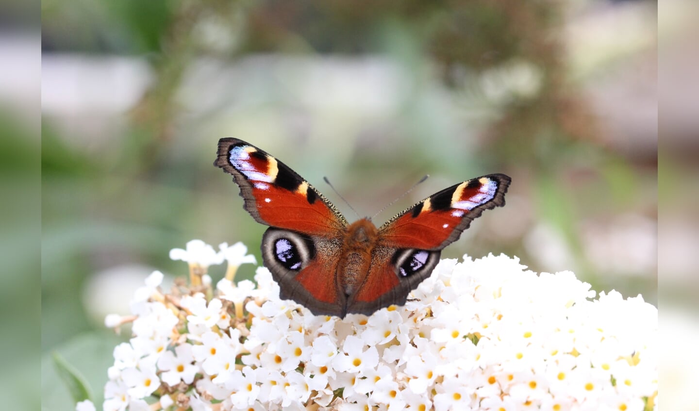 Claudia van de Broek: ,,Gemaakt op donderdag 20 augustus in eigen achtertuin bij de vlinderstruik van een dagpauwoog.