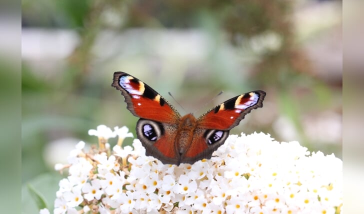 Claudia van de Broek: ,,Gemaakt op donderdag 20 augustus in eigen achtertuin bij de vlinderstruik van een dagpauwoog.