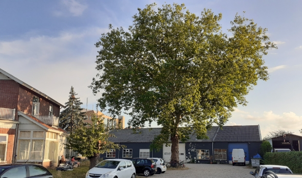 De monumentale boom op het terrein die behouden moet blijven.