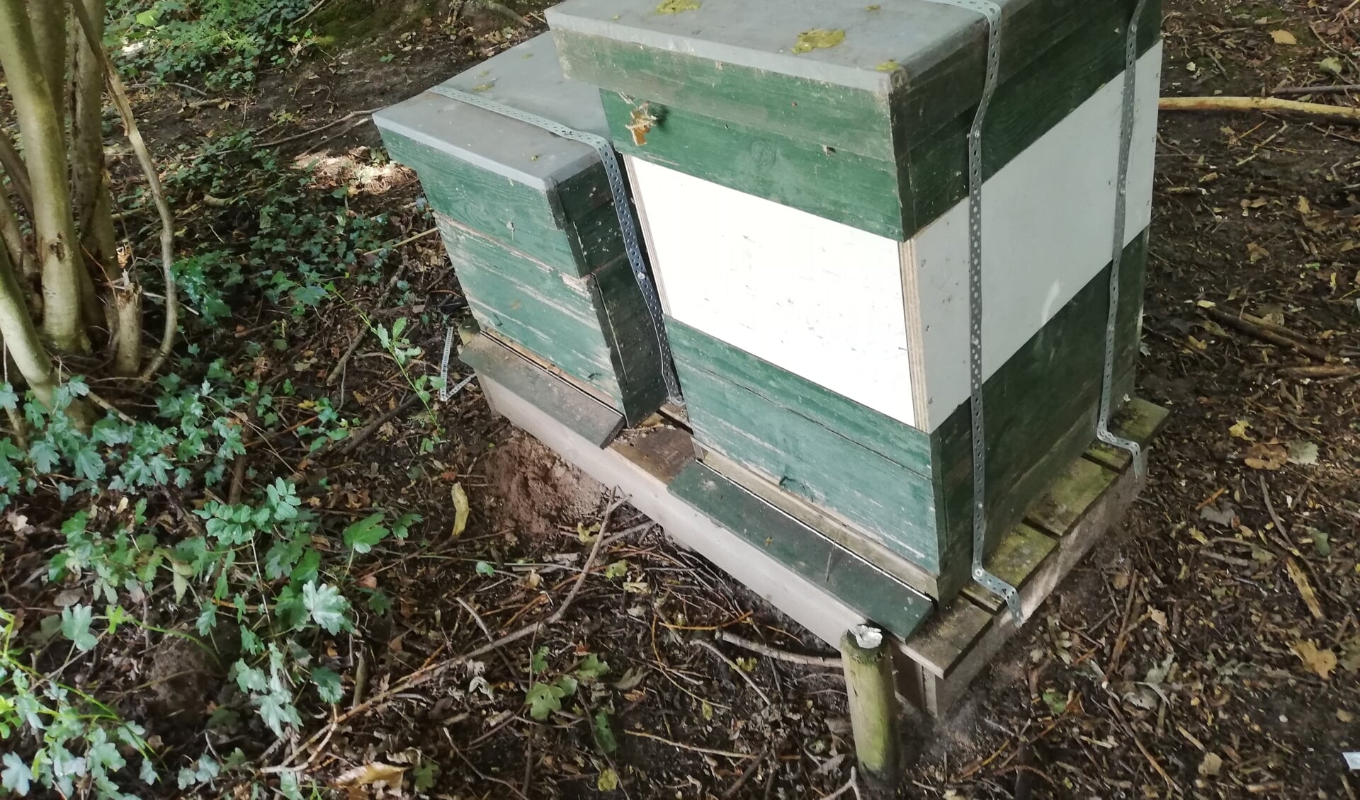 Geurt van Dijk heeft de bijenkasten weer overeind gezet en vastgemaakt.