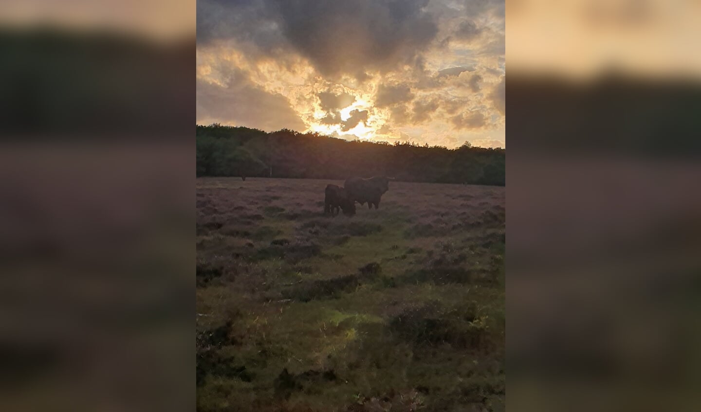 ,,Zaterdagavond 22 augustus gemaakt. Twee wilde stieren in de hei op Mossel bij Otterlo, terwijl de zon ondergaat.