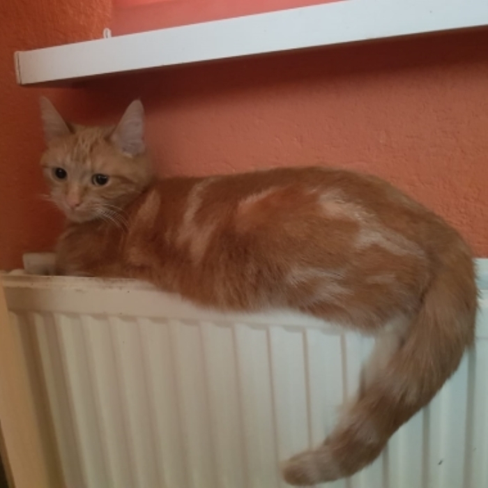 Vermiste poes Hooihuis Voorthuizen