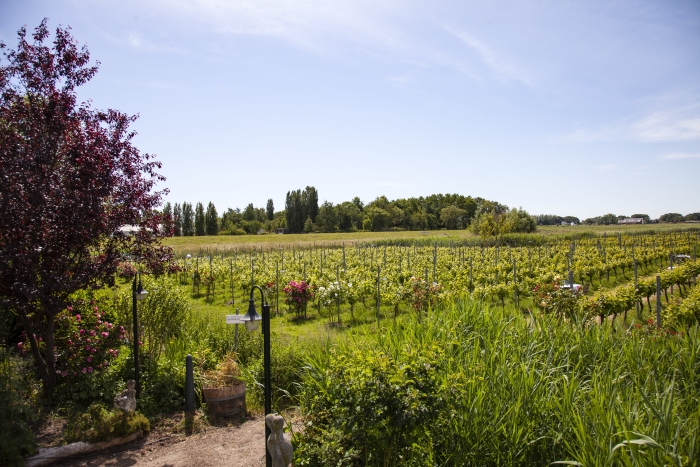 Mediterrane sfeer in Amstelveense wijngaard