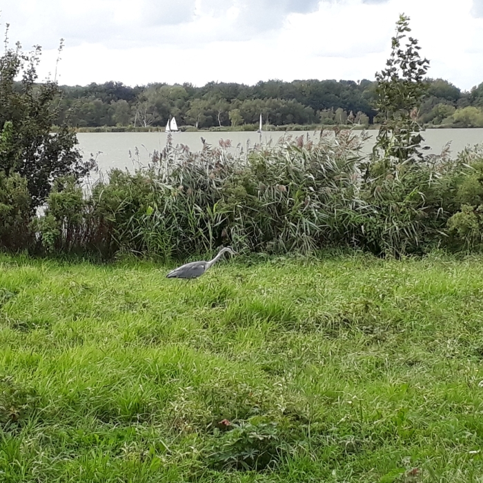 Reiger bij de poel
