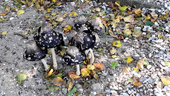 Bijzondere paddenstoelen op het parochiekerkhof.