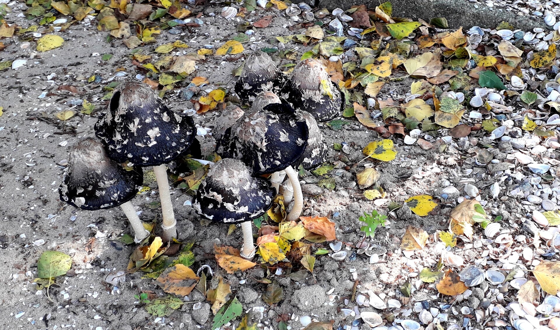 Bijzondere paddenstoelen op het parochiekerkhof.