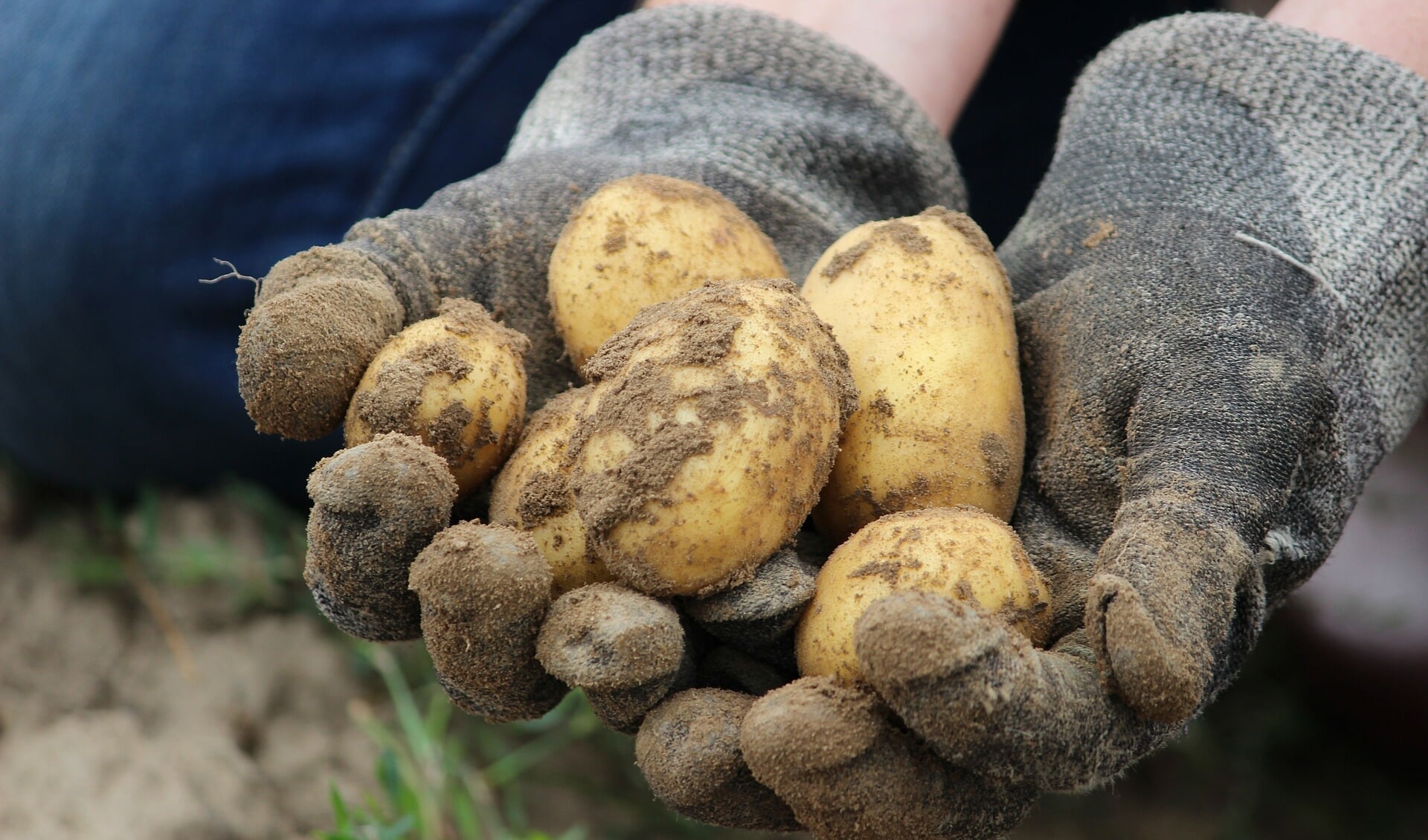 Voor aardappels rooien moet je met je handen de klei in.