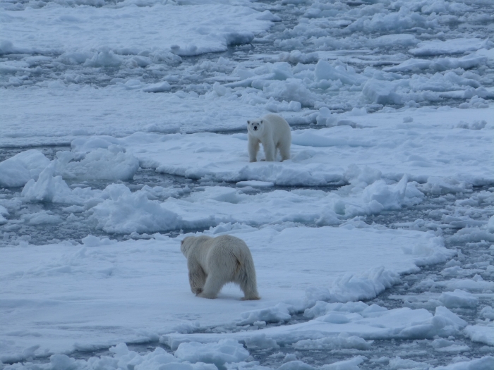 Een foto die de klimaatverandering illustreert: solitair levende ijsberen op Spitsbergen ontmoeten elkaar steeds vaker door verlies van habitat.