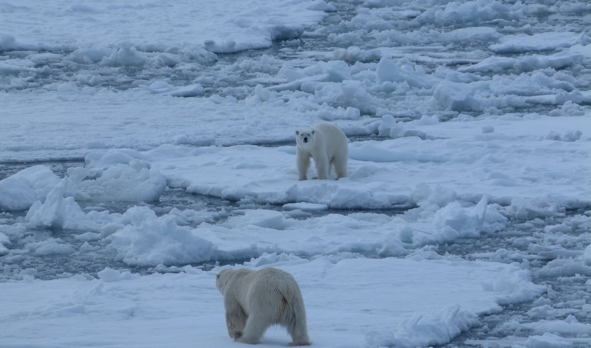 Een foto die de klimaatverandering illustreert: solitair levende ijsberen op Spitsbergen ontmoeten elkaar steeds vaker door verlies van habitat.