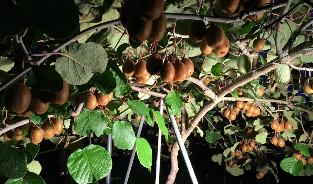 <p>Kiwi's bij Boerderij Slagmaat aan de Marsdijk in Bunnik</p>