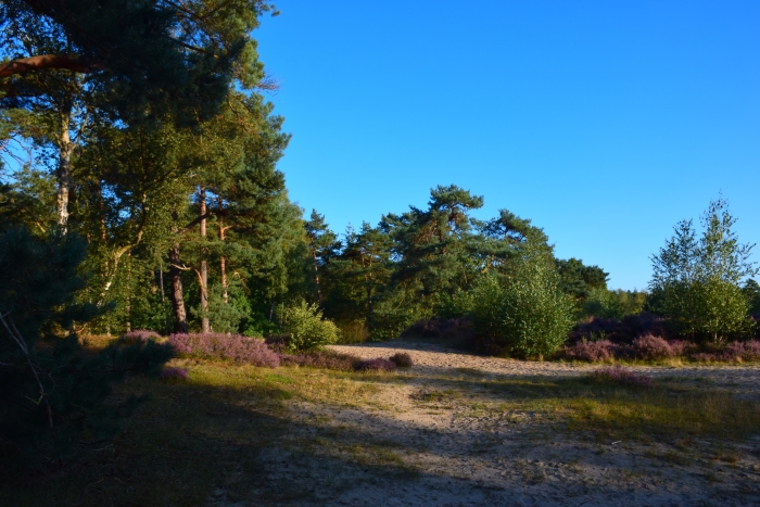 De Koeheuvels in Maarn