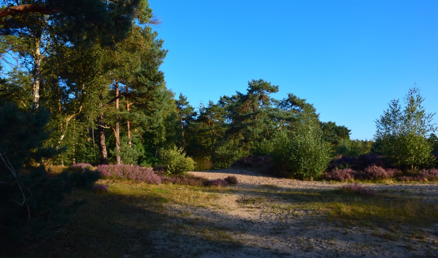 De Koeheuvels in Maarn