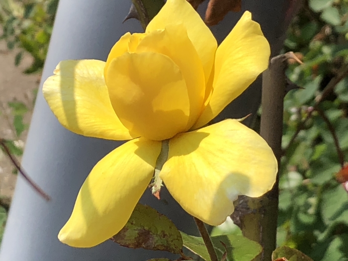 Prachtige roos in de nazomerzon