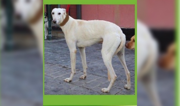 Windhond Pico