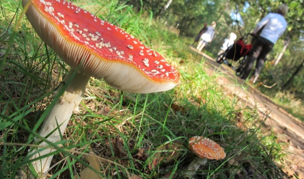 <p>Vliegenzwam</p>