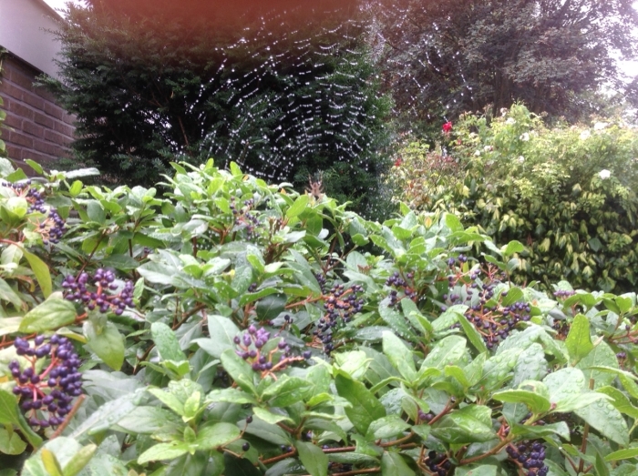 Spin in web