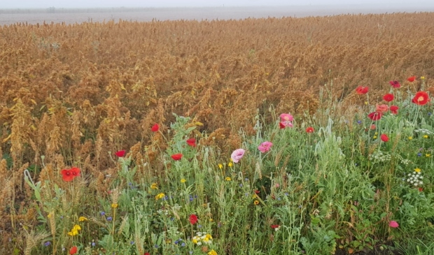 <p>De Grondkamer haalde een streep door het verbod op gebruik van bestrijdingsmiddel glyfosfaat op provinciale pachtgronden (foto ter illustratie)</p>